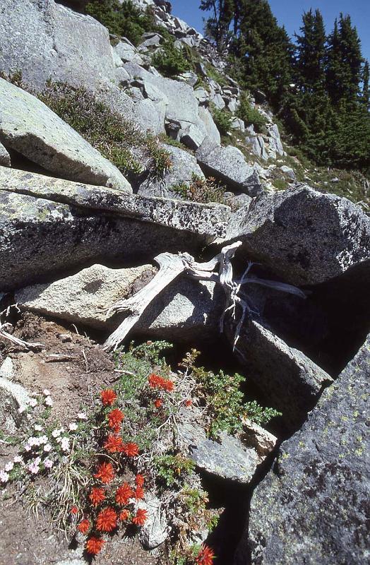 1987-031 Iron Cap Mtn Jul 1987 003.jpg